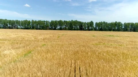 Yellow rye fields, side view. Traces from the wheels of the tractor on the field Stock Footage 156282396