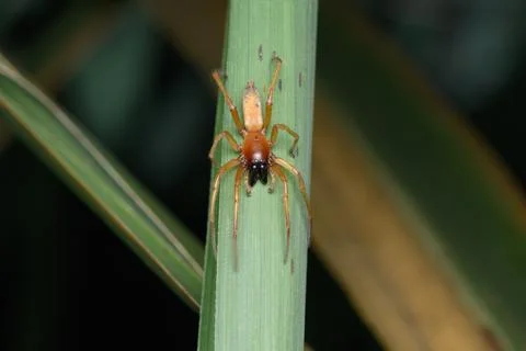 Yellow Sack Spider on Leaf Stock Photos