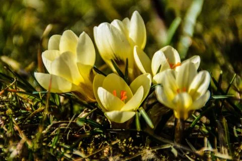 Yellow saffron Foto stock