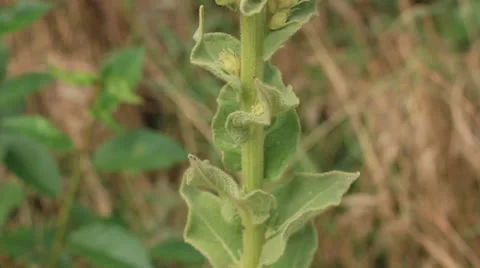 Yellow sage salvia Stock Footage 24868076