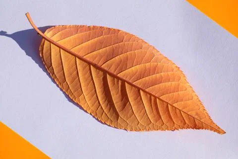 Yellow sakura leaf on a white background. Stock Photos