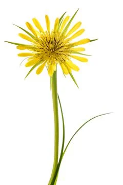 Yellow salsify flower Stock Photos
