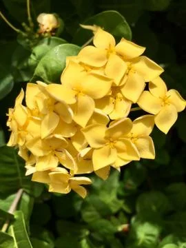 Yellow Santan Stock Photos