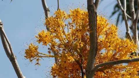 Yellow Saraca flower shaking with wind Stock Footage 84919350