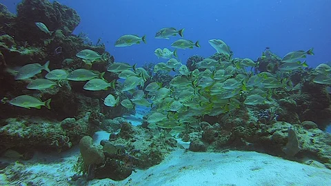 A Yellow School of Fish 스톡 동영상 128334890