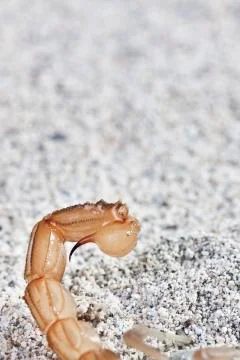 Yellow scorpion, Buthus occitanus Stock Photos