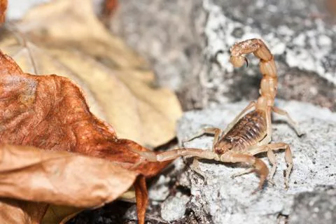 Yellow scorpion, Buthus occitanus Stock Photos