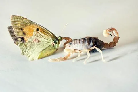 Yellow scorpion, Buthus occitanus Stock Photos