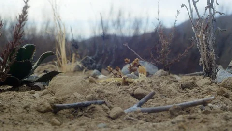Yellow scorpion crawling towards camera through broken branches and pebbles on Stock Footage 91271717