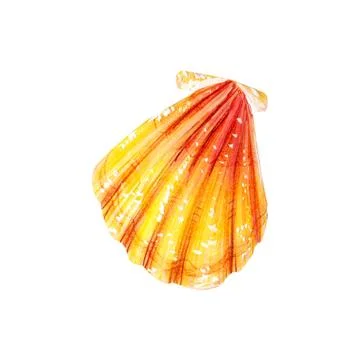 Yellow sea shell scallop. Stock Illustration