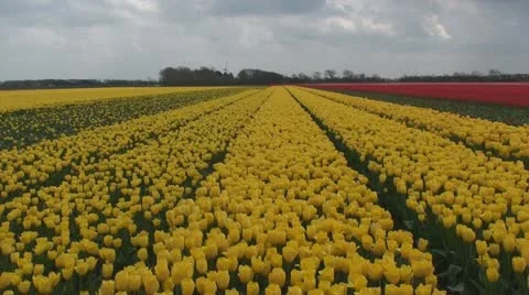 Yellow sea of tulips Stock Footage