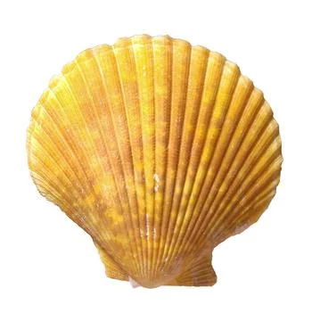 Yellow Seashell 2 Front Stock Photos