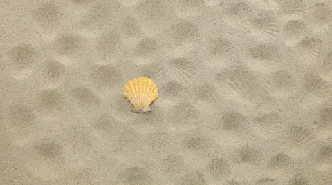 Yellow seashell and her prints blown away by wind Stock Footage 60681729