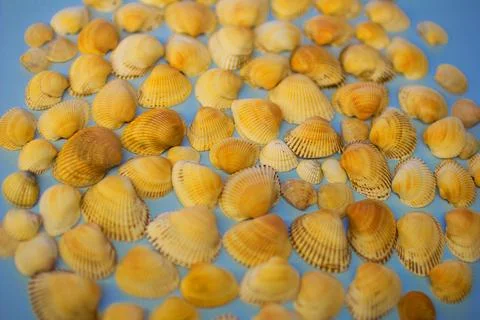Yellow seashells on a blue background Stock Photos