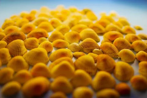 Yellow seashells on a blue background Stock Photos