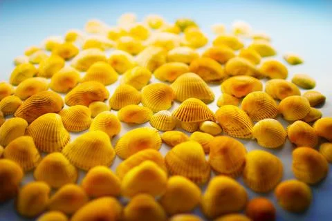 Yellow seashells on a blue background Stock Photos