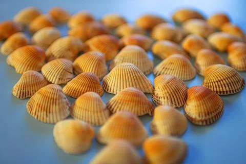 Yellow seashells on a blue background Stock Photos
