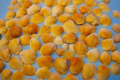 Yellow seashells on a blue background Stock Photos