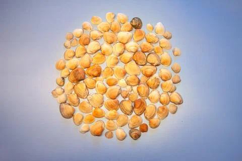 Yellow seashells on a blue background Stock Photos