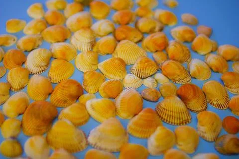 Yellow seashells on a blue background Stock-Fotos
