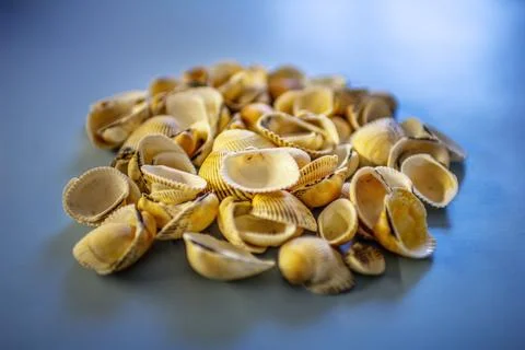 Yellow seashells on a blue background Stock Photos