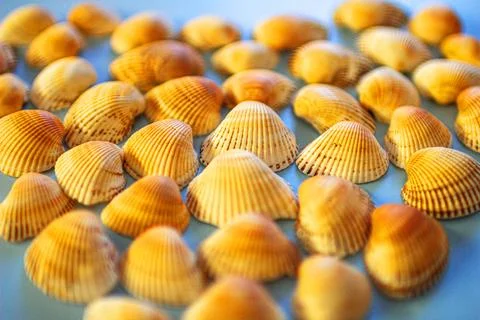 Yellow seashells on a blue background Stock Photos