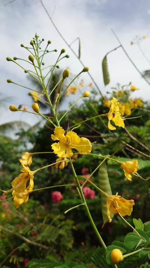 Yellow secang flower Stock Footage 209559029