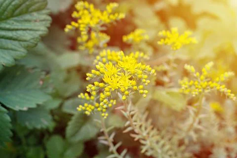 Yellow sedum reflexum or sedum rupestre flower in full bloom on a background  Stock Photos