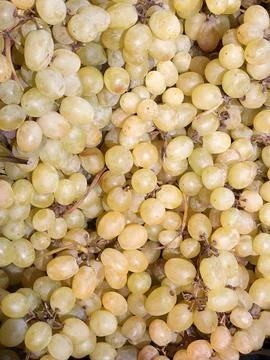 Yellow seedless grapes. Background of ripe white grapes Stock Photos
