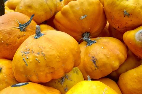 Yellow Shade Pumpkins Group Crate Small Multiple Shaped Sale Fall Autumn Seas Stock Photos