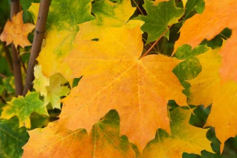 Yellow sheet Stock Photos