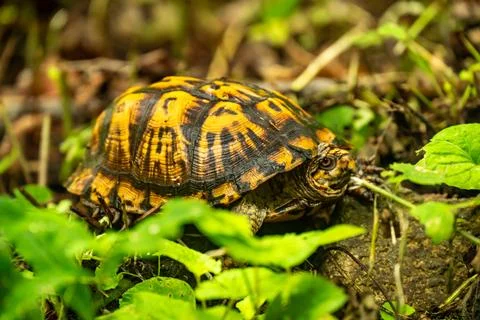 Yellow Shell of Eastern Box Turtle in Shenandoah Stock Photos