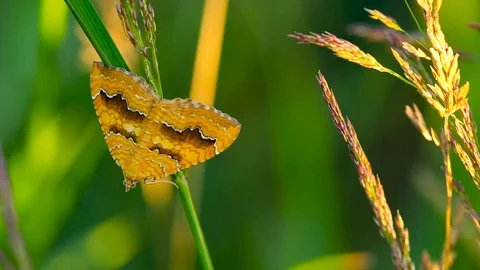 Yellow Shell moth on grass stem. Defocussed background. Macro lockdown Stock Footage 111513260