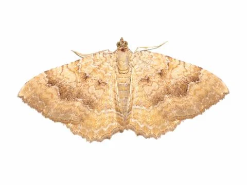 Yellow shell moth insect animal isolated over white Stock Photos
