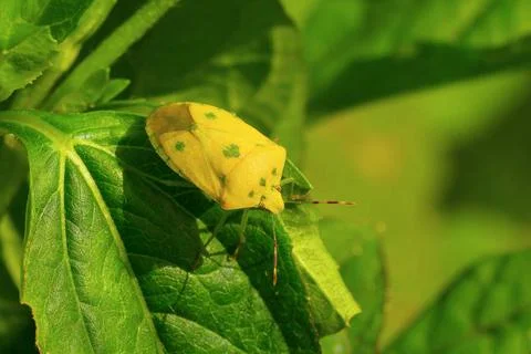 Yellow shield bug on a green leaf near Sangli Yellow shield bug on a green... Stock Photos