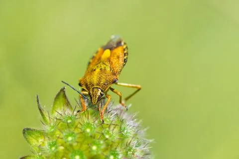 Yellow shield bug. Stock Photos