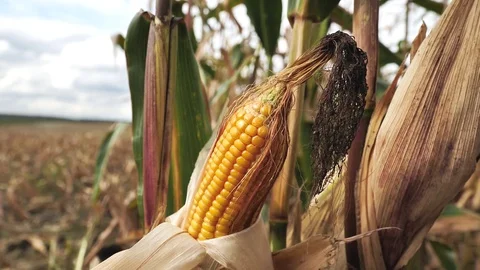 Yellow shiny cob of corn on a stalk in the field Stock-Footage 122207669