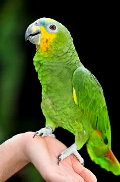 Yellow-shouldered amazon parrot 스톡 사진
