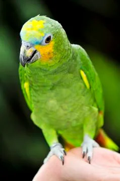 Yellow-shouldered amazon parrot 스톡 사진