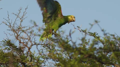 Yellow-shouldered amazon tail up on top of Acacia tree in Bonaire Vídeos de archivo 242711425