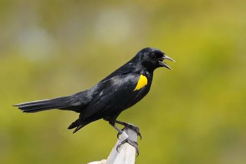 Yellow-shouldered blackbird Stock Photos
