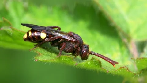 Yellow-shouldered Nomad Bee, Nomada Ferruginata on a leaf Stock-Footage 153343482