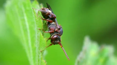 Yellow-shouldered Nomad Bee, Nomada Ferruginata on a leaf Vídeo Stock 153343774