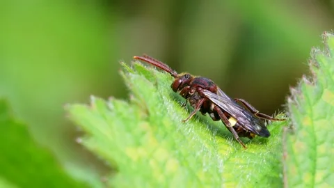 Yellow-shouldered Nomad Bee, Nomada Ferruginata on a leaf Stockbeeldmateriaal 153421318