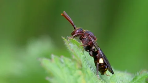 Yellow-shouldered Nomad Bee, Nomada Ferruginata on a leaf Stock Footage 153425134