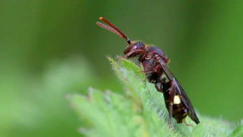 Yellow-shouldered Nomad Bee, Nomada Ferruginata on a leaf Stock-Footage 153425282