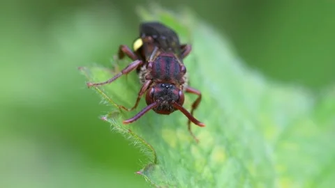 Yellow-shouldered Nomad Bee, Nomada Ferruginata on a leaf Video stock 153426149