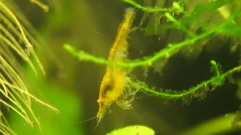 Yellow Shrimp Climbs From Moss To Leaf 库存影片 265166952