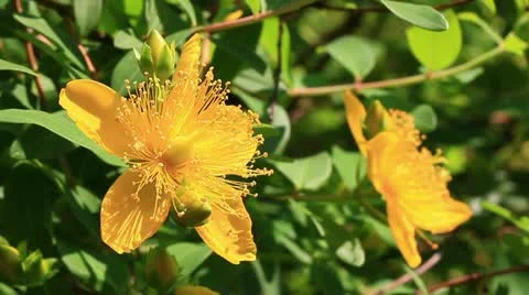 Yellow shrub flower Stock Footage 11060281