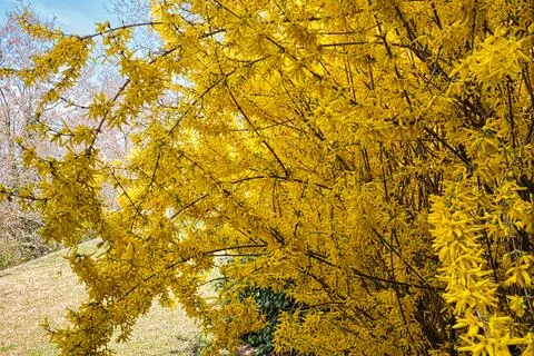 Yellow shrub Stock Photos